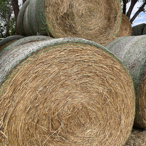 Beardless wheat hay