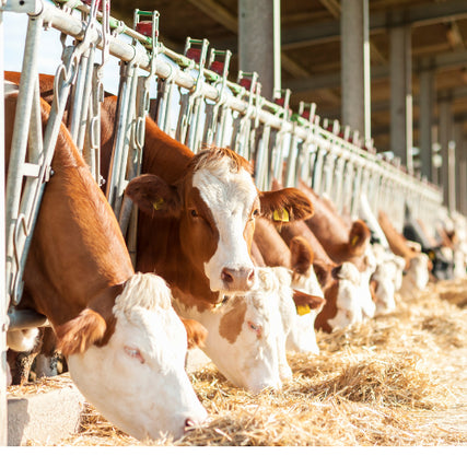 Feed & SuppliesCows eating