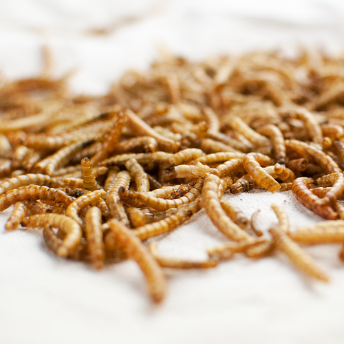 Happy Hen Treats Mealworm Frenzy (5-lb)